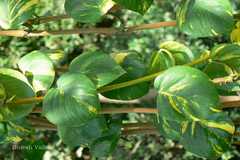 Epipremnum aureum